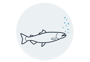 Employee feeding the fish